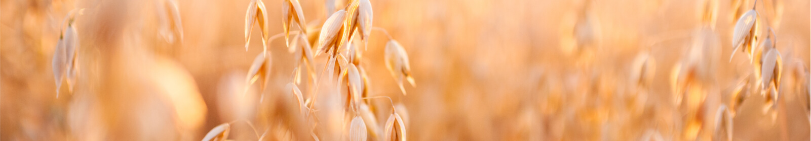Close up view of oats in a field