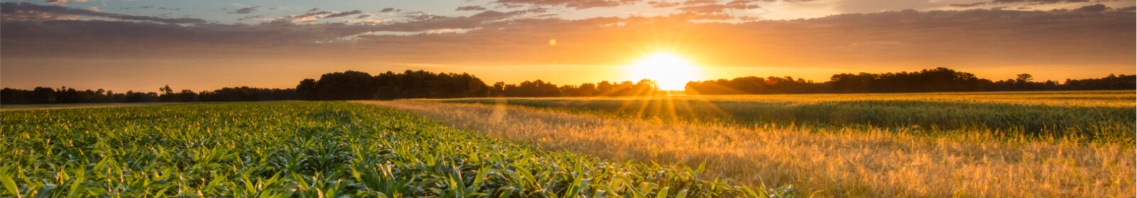Golden sunset over a field of crops